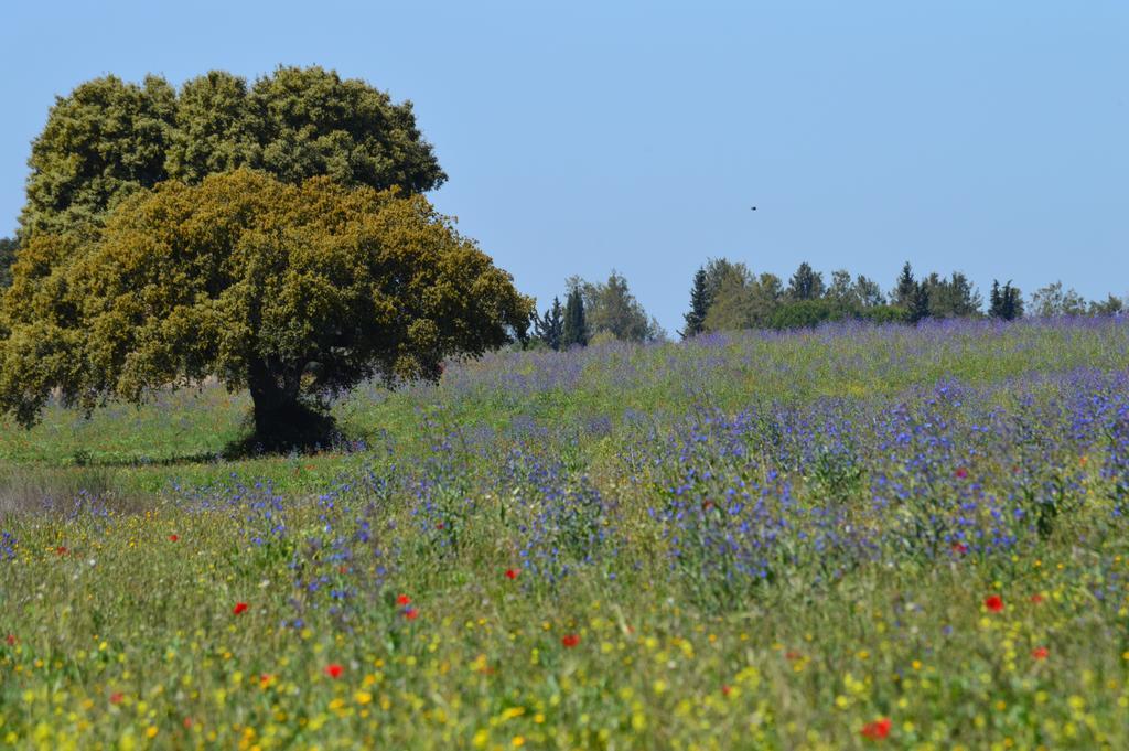 Monte Chalaca - Turismo Rural Ferreira Do Alentejo Luaran gambar